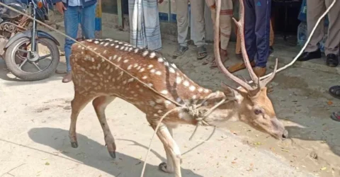 বাঁচানো গেল না সেই হরিণটিকে: চিকিৎসা গাফেলতির অভিযোগ