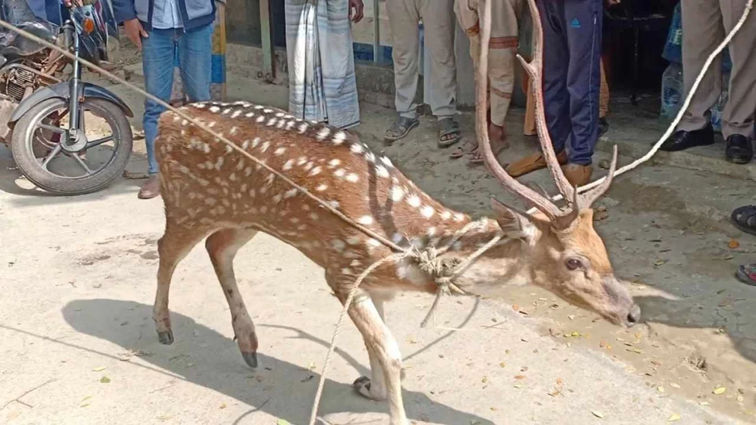 বাঁচানো গেল না সেই হরিণটিকে: চিকিৎসা গাফেলতির অভিযোগ