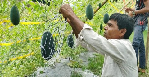 নওগাঁয় মার্সেলো তরমুজ চাষে সফলতা