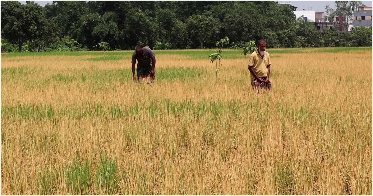 নওগাঁয় পোরশায় ১০ বিঘা আমন ধানের আগাছা নাশক কীটনাশক স্প্রে ও ক্ষতিগ্রস্ত চাষীরা