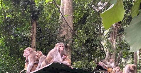 খাবার সংকটে মৌলভীবাজারে বানরের উৎপাত বেড়ে যাচ্ছে