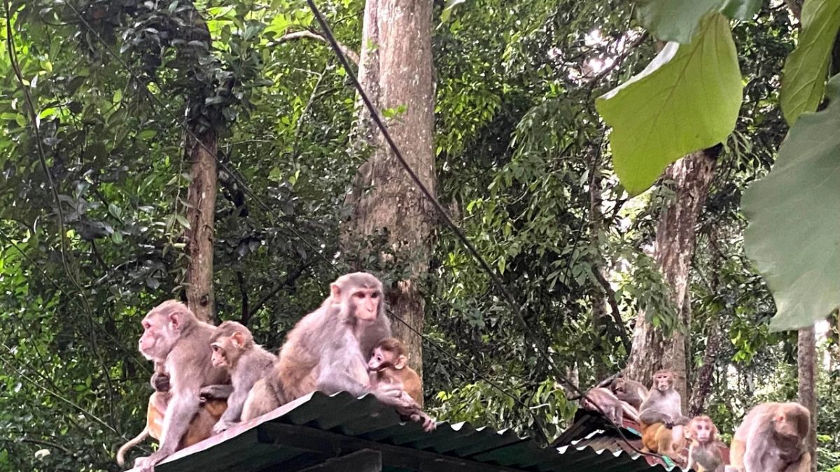 খাবার সংকটে মৌলভীবাজারে বানরের উৎপাত বেড়ে যাচ্ছে