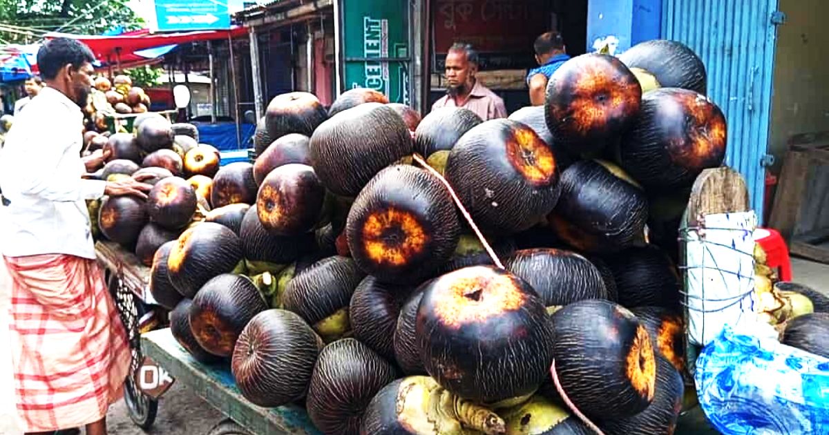 পঞ্চগড়ে ভাদ্র মাসে তাল ফলের বিক্রি বেড়েছে