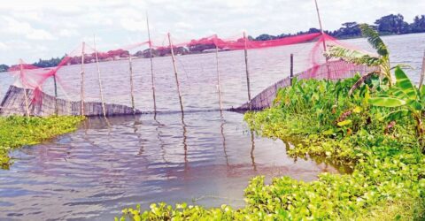 দখল ও দূষণে বিপন্ন হচ্ছে গোপালগঞ্জের প্রাকৃতিক খাল-বিলগুলো