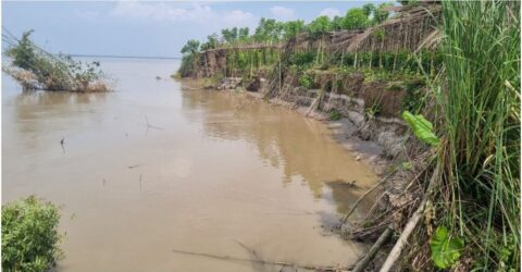 ভেড়ামারায় পদ্মা নদীতে ভাঙ্গন মারাত্মক আশংকা