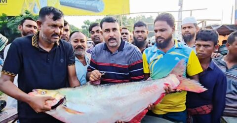 পদ্মার বিলুপ্ত ধারণার মাছ বিক্রি হলো লক্ষাধিক টাকায়