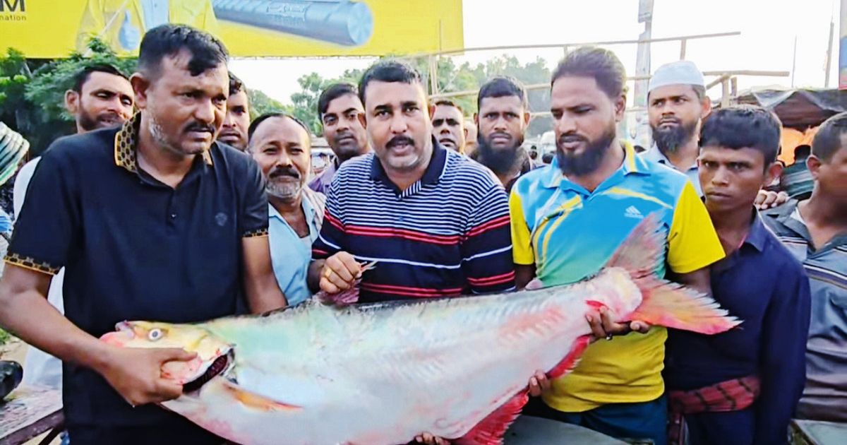 পদ্মার বিলুপ্ত ধারণার মাছ বিক্রি হলো লক্ষাধিক টাকায়