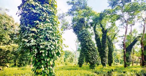 শ্রীমঙ্গলে সম্ভাবনাময় গুলমরিচের চাষ