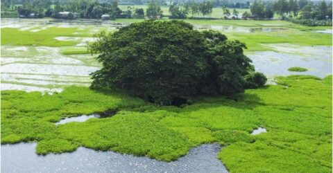 আধ্যাত্মিকতার আড়ালে গোপালপুরের জুগীর ঘোপায় গোপন মাদক ব্যবসা