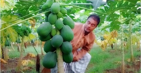 ত্রিশালে রেড লেডি পেঁপের বাম্পার ফলন