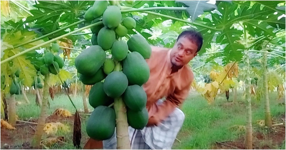 ত্রিশালে রেড লেডি পেঁপের বাম্পার ফলন