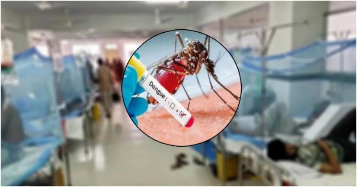 ডেঙ্গুতে তিনজনের মৃত্যু, হাসপাতাল ভর্তি ৭৩৫
