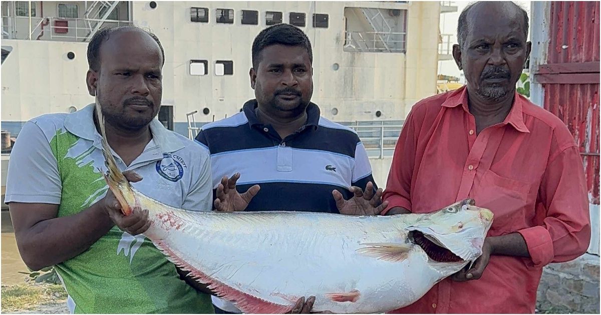 পদ্মার বিলুপ্ত প্রজাতির ঢাই মাছ অর্ধলক্ষ টাকায় বিক্রি