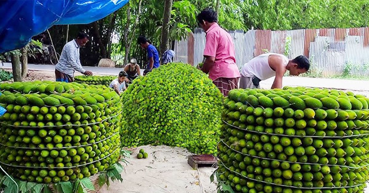 আন্তর্জাতিক বাজারে সাড়া ফেলেছে নরসিংদীর কীটনাশকমুক্ত কাকরোল