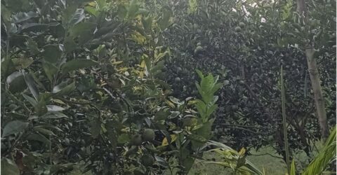 পঞ্চगড়ের বোদা উপজেলায় দেশি মালটা চাষে সফলতা সাদেকুলের