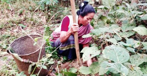 মধুপুর গড় থেকে হারিয়ে যাচ্ছে বিভিন্ন প্রাকৃতিক বন আলু