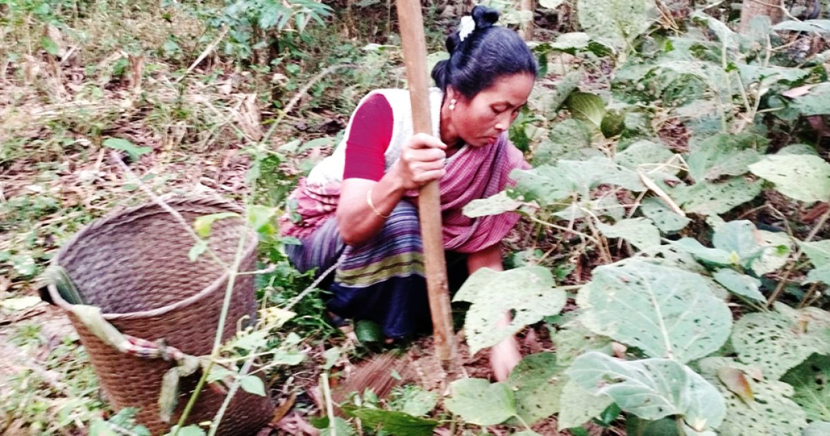 মধুপুর গড় থেকে হারিয়ে যাচ্ছে বিভিন্ন প্রাকৃতিক বন আলু