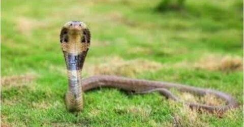 মেহেরপুরে সাপে কেটে শিশুর মৃত্যু