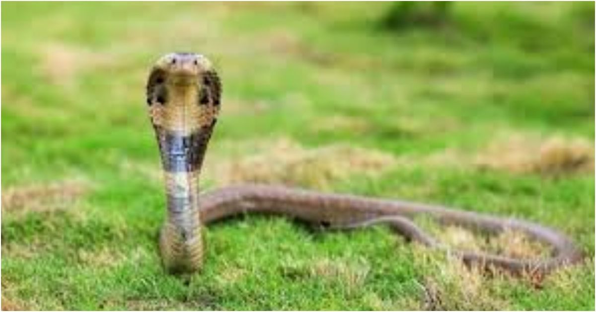 মেহেরপুরে সাপে কেটে শিশুর মৃত্যু