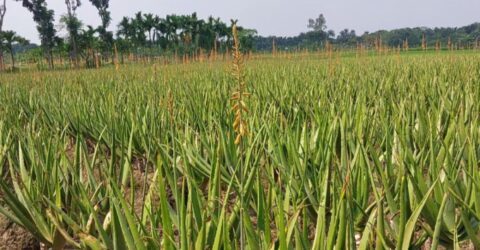 নাটোরের ১৫টি গ্রামে দেড়শে বেশি ভেষজ প্রজাতির সমৃদ্ধ ঔষধি গ্রাম