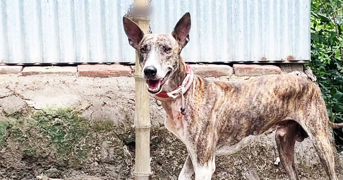 সরাইলের গ্রী-হাউন্ড কুকুরের বাণিজ্যিক উৎপাদন ও বাজারজাতের উদ্যোগ শুরু