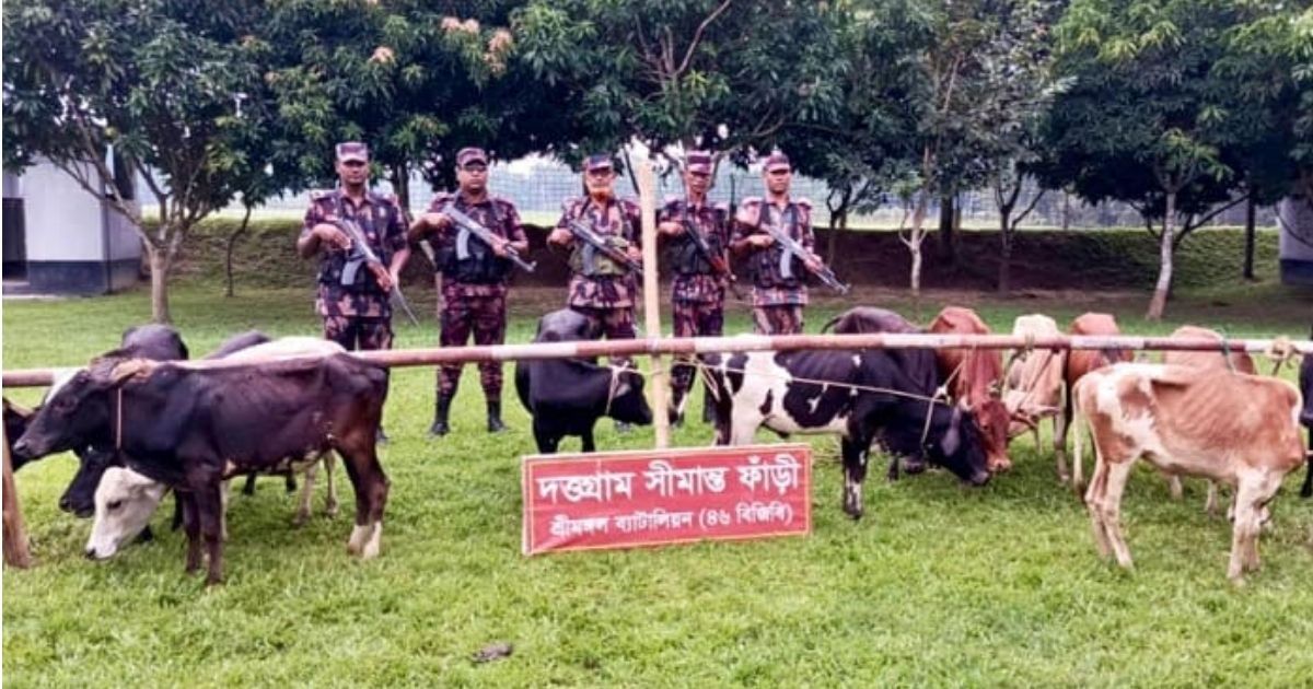 কুলাউড়া সীমান্ত থেকে ১৩ ভারতীয় গরু আটক বিজিবির