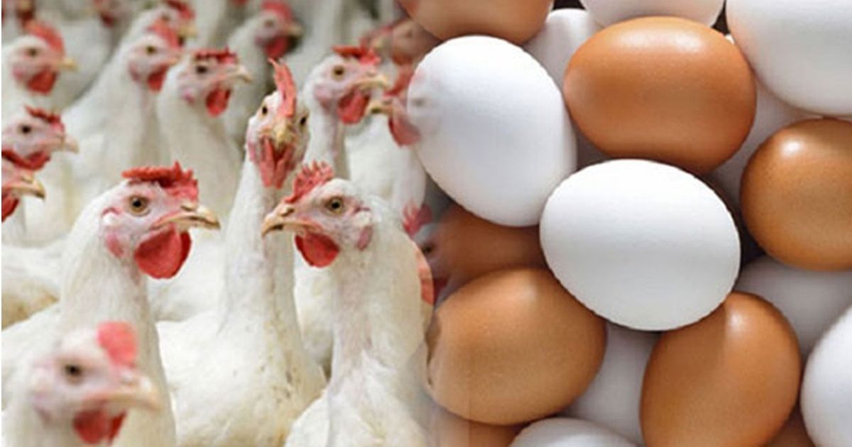সারাদেশে ডিম ও মুরগি উৎপাদন বন্ধের ঘোষণা