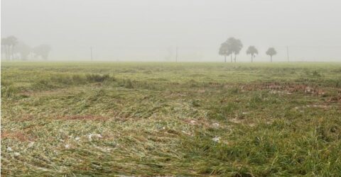 জয়পুরহাটে অসময়েআর বৃষ্টিতে ফসলের ক্ষতির আশঙ্কা কৃষকদের