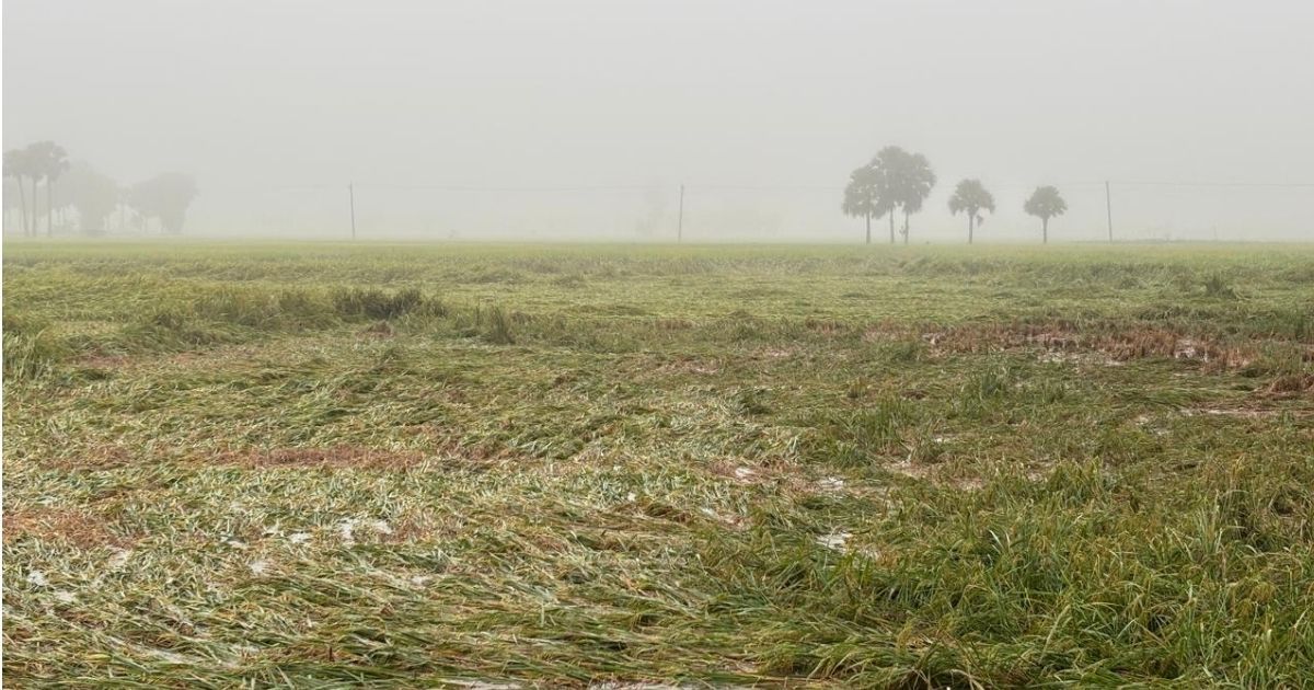 জয়পুরহাটে অসময়েআর বৃষ্টিতে ফসলের ক্ষতির আশঙ্কা কৃষকদের