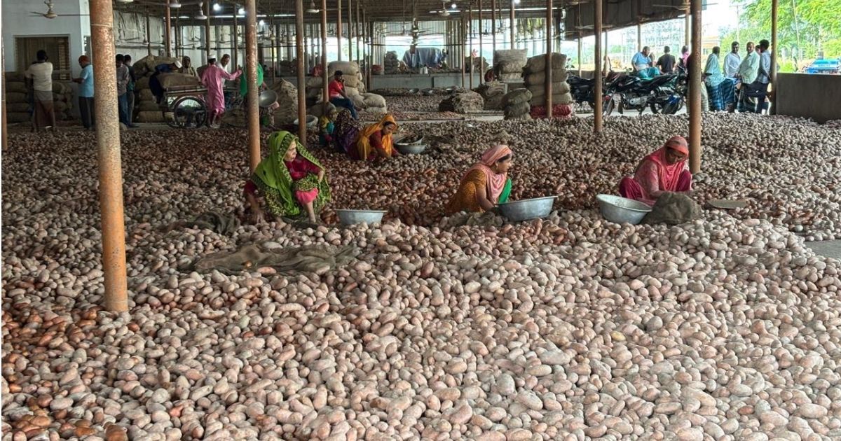 জয়পুরহাটের হিমাগারে ৩৪ লাখ বস্তা আলু, কৃষক ও ব্যবসায়ীদের কোটি কোটি টাকার ক্ষতি