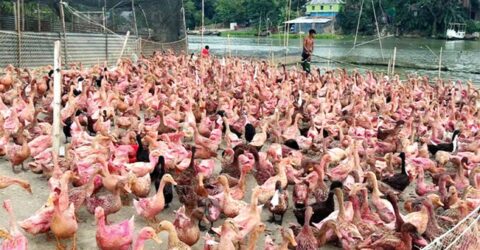 হাওরাঞ্চলে হাঁসের খামার বদলে দিচ্ছে অর্থনৈতিক চিত্র