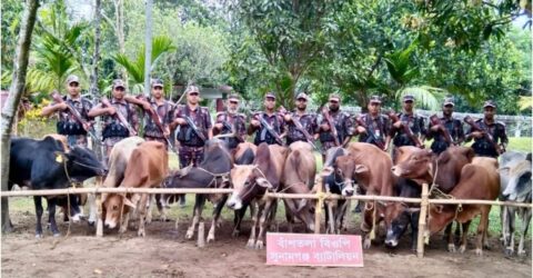 সুনামগঞ্জ বিজিবির অভিযানে ১৪ ভারতীয় গরু জব্দ
