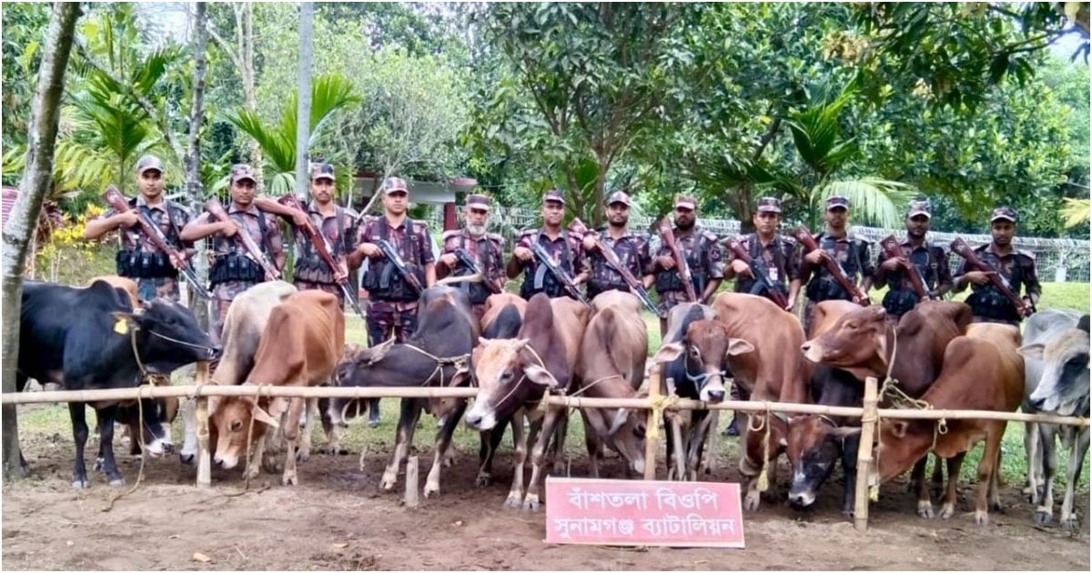 সুনামগঞ্জ বিজিবির অভিযানে ১৪ ভারতীয় গরু জব্দ