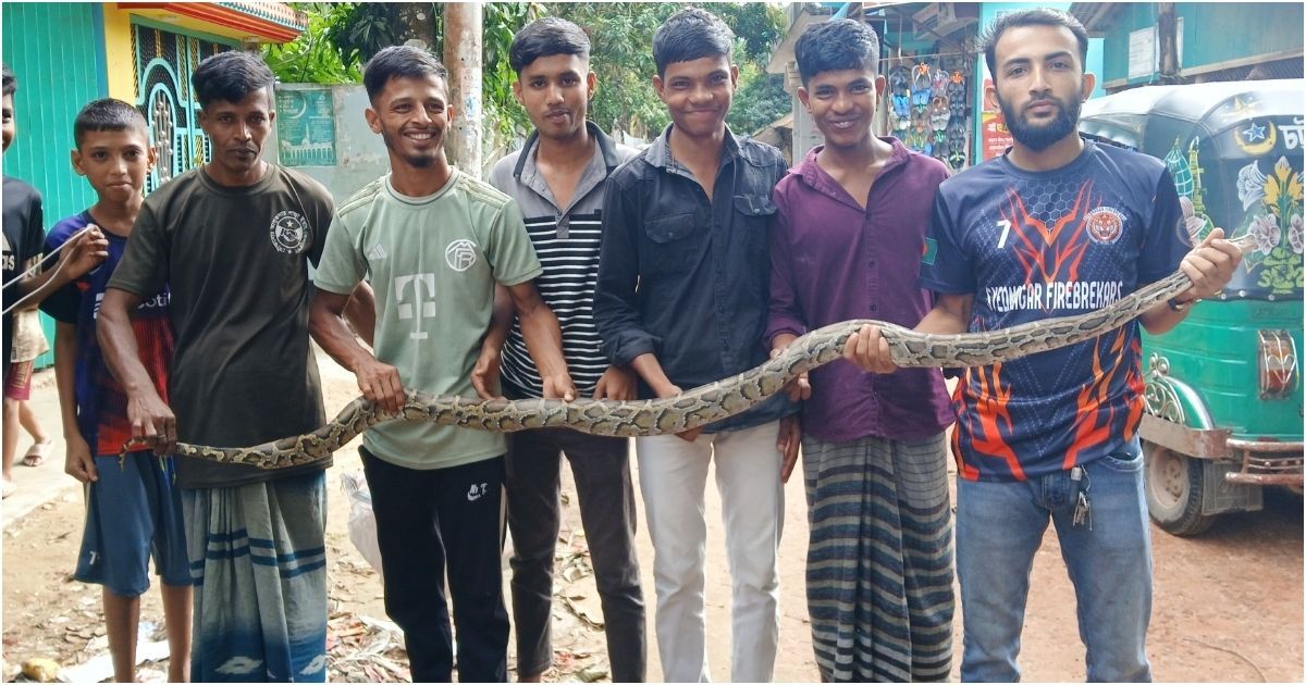 বোয়ালখালীতে জালে আটকা পড়ে ৮ ফুট লম্বা অজগর উদ্ধার