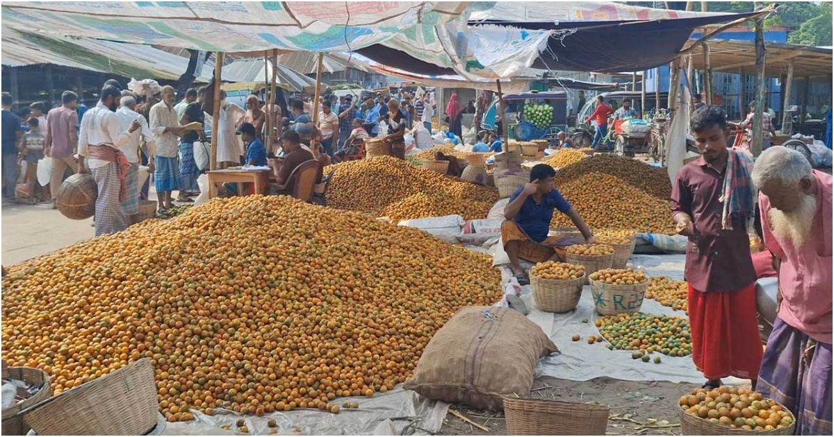 বাগেরহাটে সুপারির বাম্পার ফলন, তবে চাষির মন খারাপের কারণ দাম কমে যাওয়া