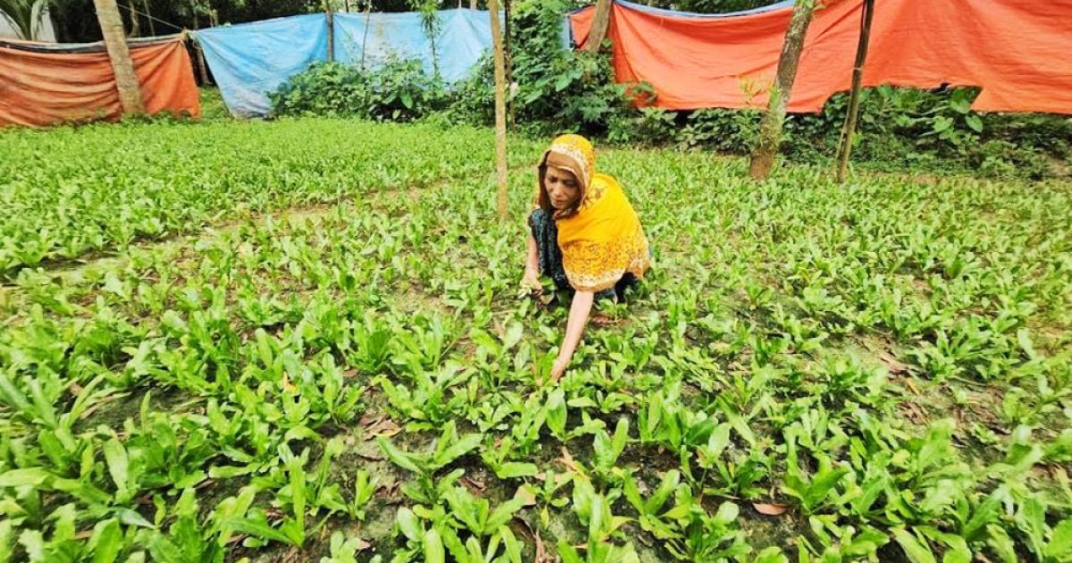 নরসিংদীর তিন উপজেলায় বিলাতি ধনিয়া চাষের পরিবর্তনে কৃষি অর্থনীতিতে নবযাত্রা