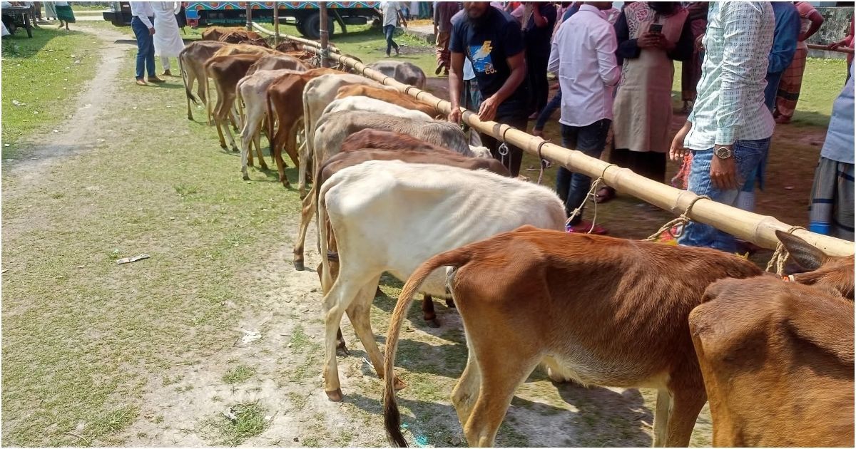 ভিন্ন পেশার মানুষ পেয়েছে বকনা বাছুর, জেলে নয়