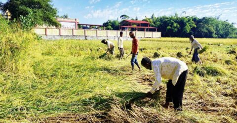 মৌলভীবাজারে ধান কাটা ও মাড়াই উৎসবে কৃষকদের Chopra বাদ