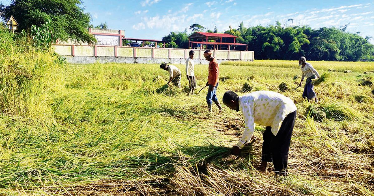 মৌলভীবাজারে ধান কাটা ও মাড়াই উৎসবে কৃষকদের Chopra বাদ