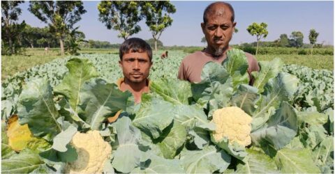 কুষ্টিয়ার দৌলতপুরে ফুলকপি চাষে কৃষকের উচ্ছ্বাস