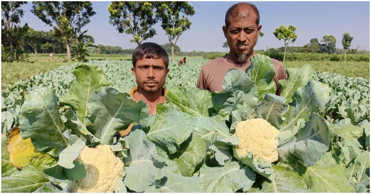 কুষ্টিয়ার দৌলতপুরে ফুলকপি চাষে কৃষকের উচ্ছ্বাস