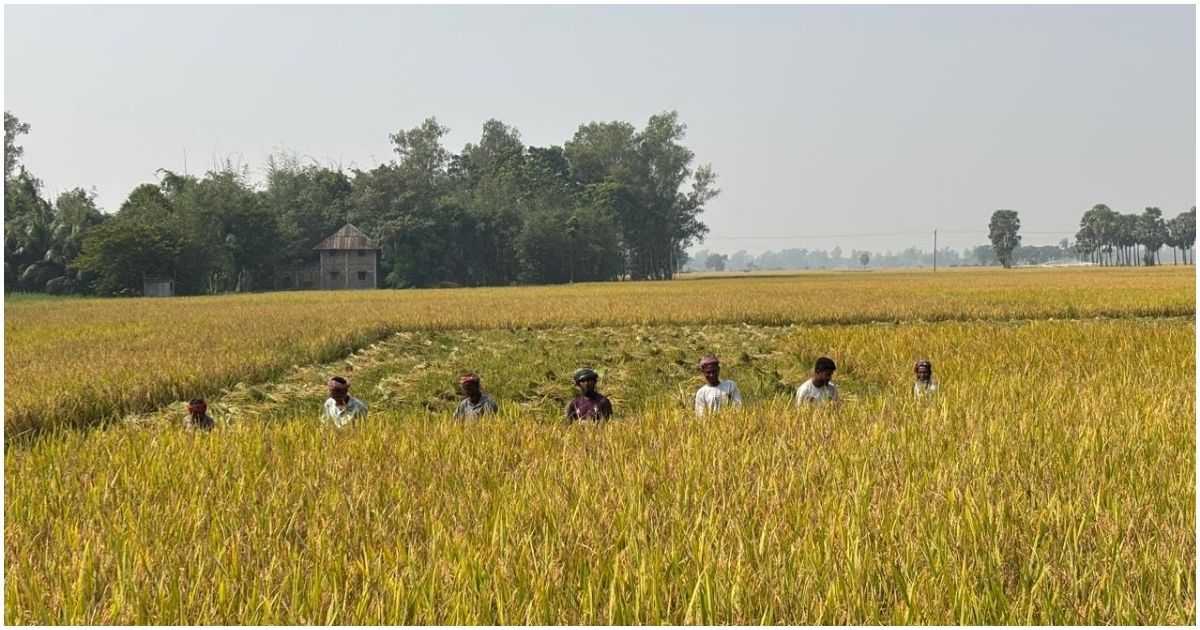 জয়পুরহাটে আমন ধানে লোকসান গুনছেন কৃষকরা