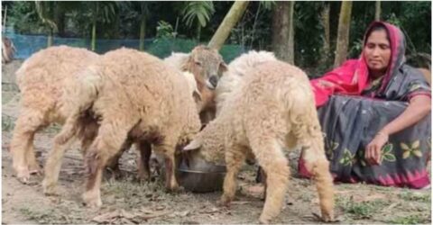 রৌমারীর চরাঞ্চলে আয়বর্ধক প্রশিক্ষণে ৩৬০ পরিবার স্বাবলম্বী হচ্ছেন