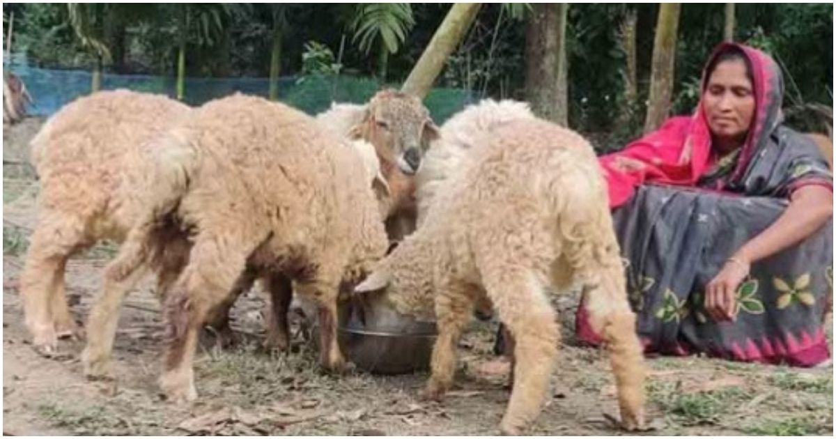 রৌমারীর চরাঞ্চলে আয়বর্ধক প্রশিক্ষণে ৩৬০ পরিবার স্বাবলম্বী হচ্ছেন