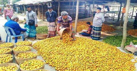 বাগেরহাটে সুপারির ব্যাপক ফলন, অর্থনীতিতে নতুন সম্ভাবনার প্রত্যাশা