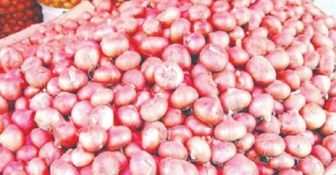 বাংলাদেশের পেঁয়াজ উৎপাদনে স্বাবলম্বী হওয়া সম্ভব