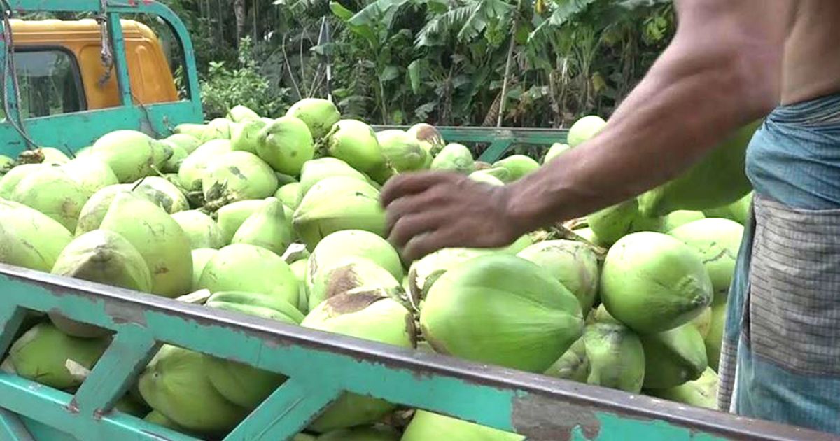 লক্ষ্মীপুরে ৫০ কোটি টাকার ডাব বিক্রির লক্ষ্যমাত্রা নির্ধারণ