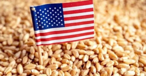 বাংলাদেশ সরকার যুক্তরাষ্ট্র থেকে ২ লাখ ২০ হাজার টন গম কিনবে