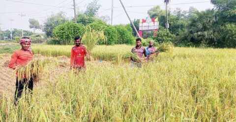 কুমিল্লার কৃষকদের খুশি আমন ধানের বাম্পার ফলনে