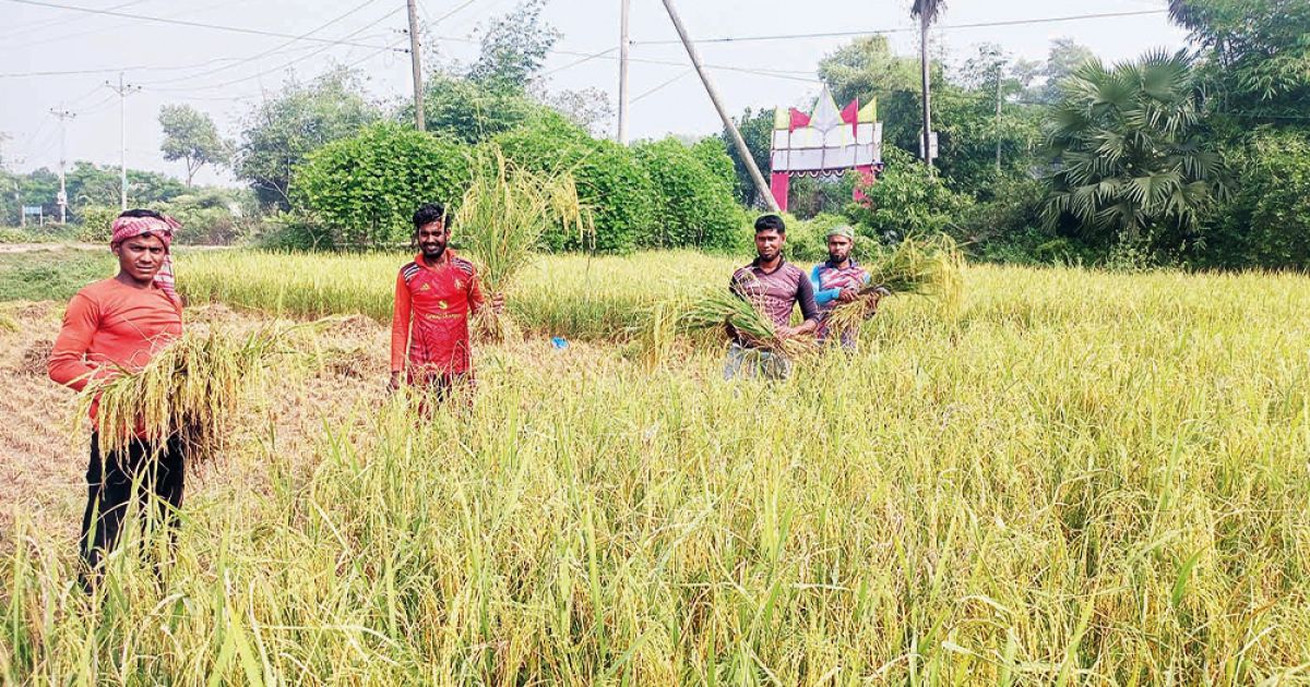 কুমিল্লার কৃষকদের খুশি আমন ধানের বাম্পার ফলনে
